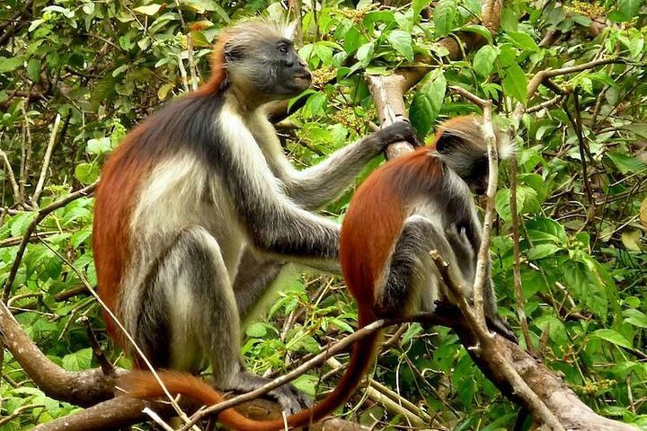 Red colobus monkeys in Jozani Forest