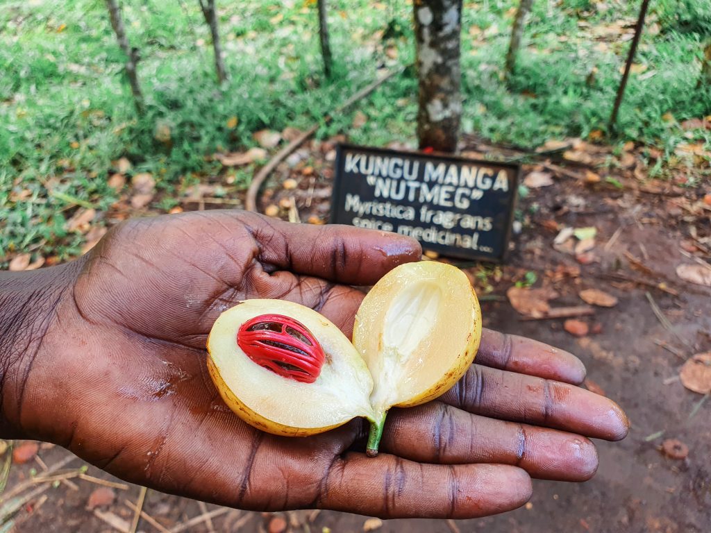 Fresh spices on a Zanzibar farm