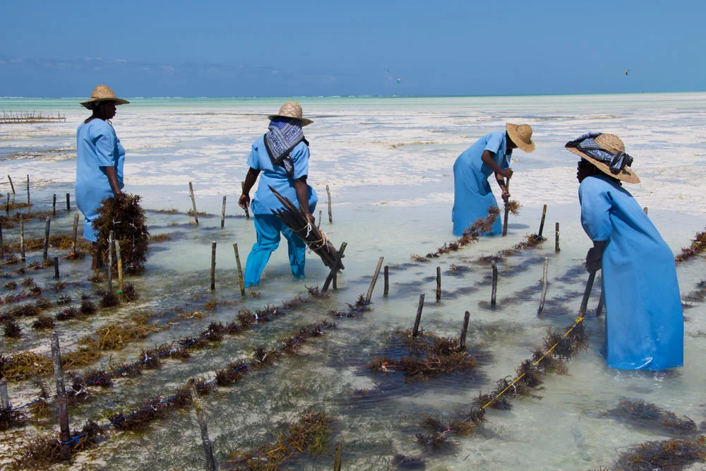 Women seaweed farming near mangroves in Zanzibar
