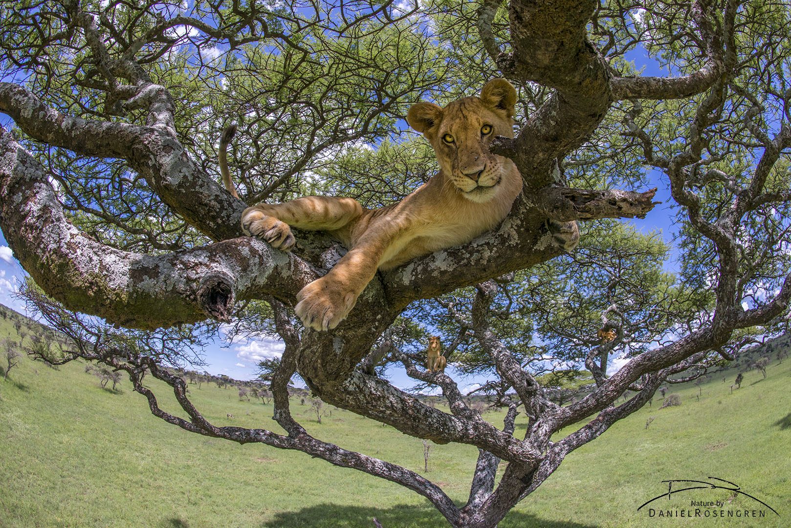 Lion pride resting under acacia tree