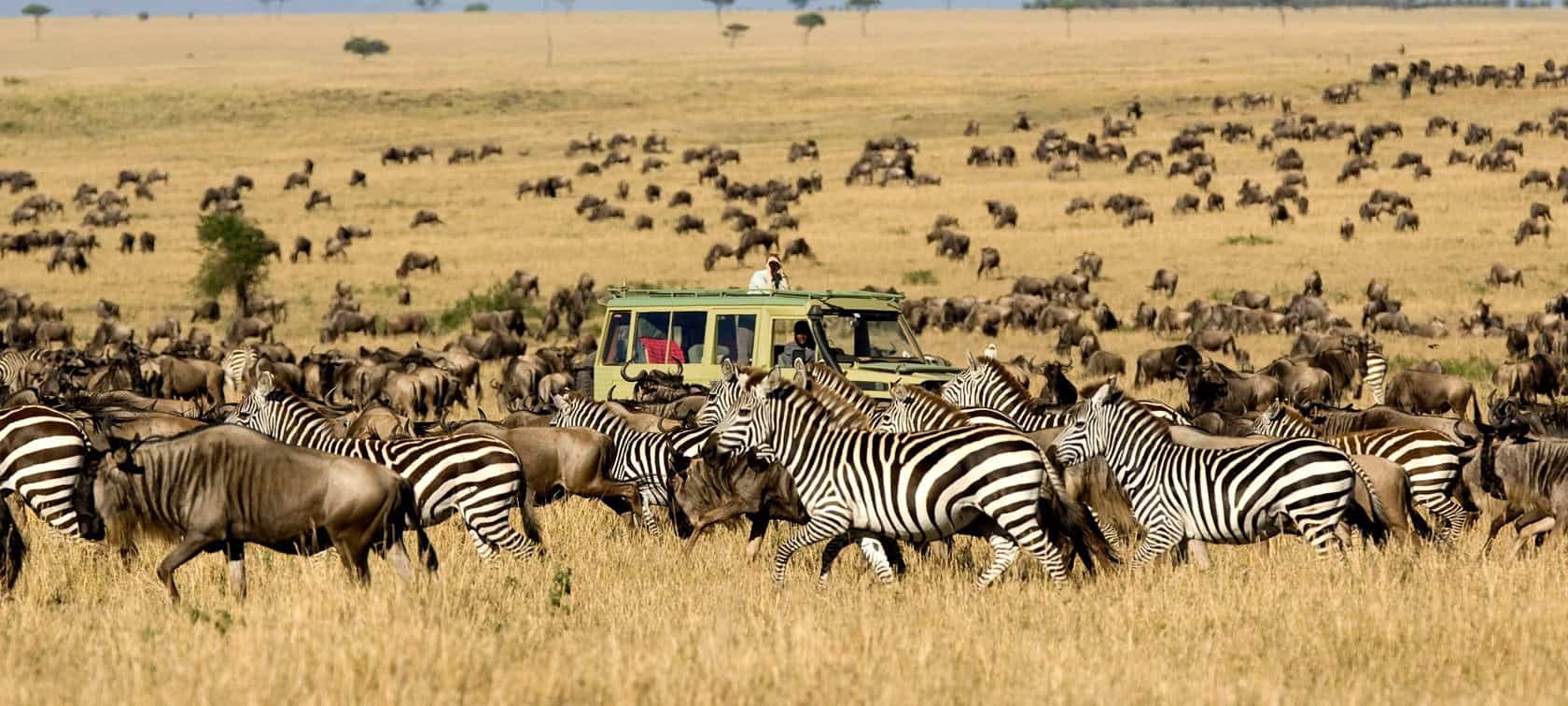 Wildebeest crossing river in Serengeti
