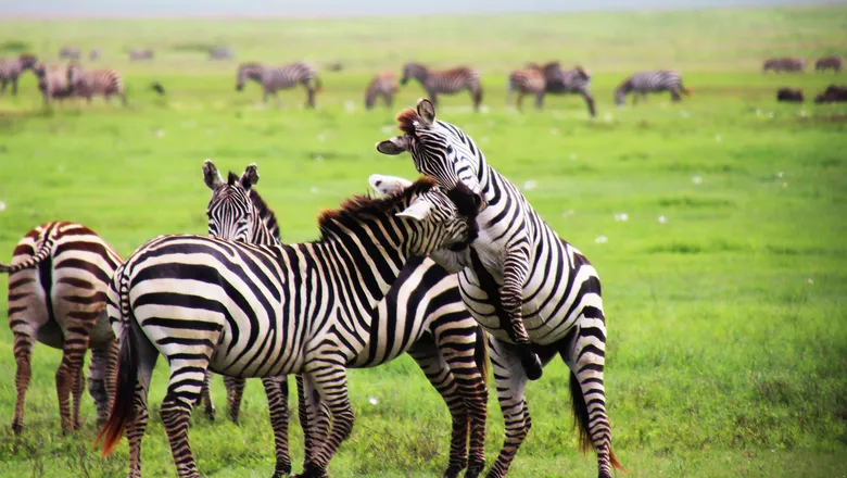 Kilimanjaro rising over Serengeti plains